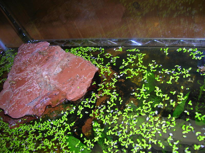 newt tank