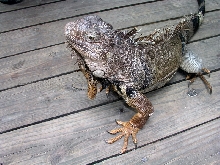 Iguana