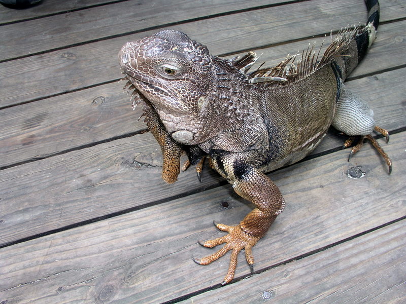 Iguana