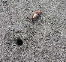 fiddler crab