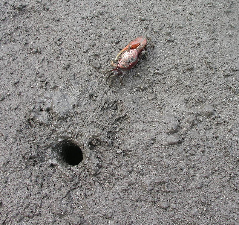 fiddler crab