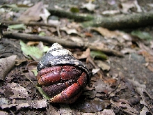 hermit crab