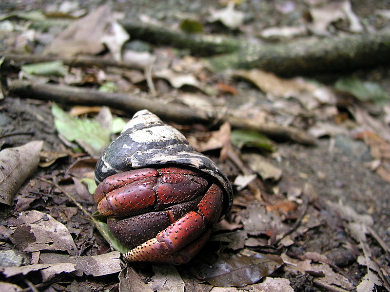 hermit crab