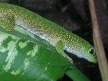 grandis day gecko