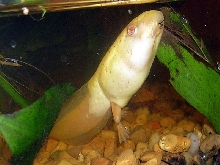 Albino Bullfrog Tad