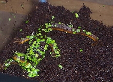 California Newt