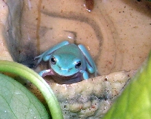 Blue WTF