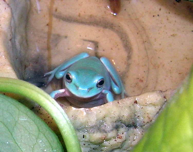 Blue WTF