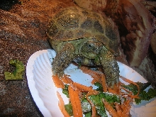 Russian Tortoise