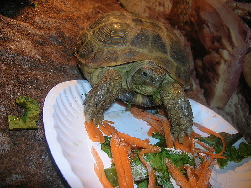 Russian Tortoise