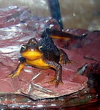 California Newt