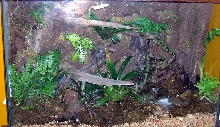 Grandis Day Gecko tank