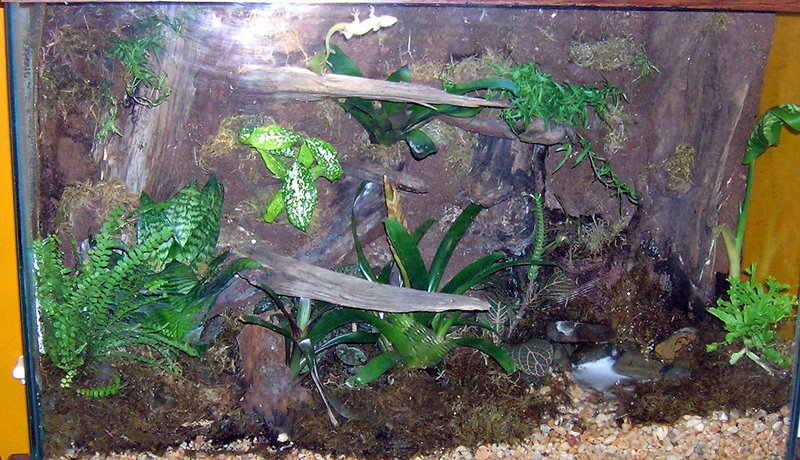 Grandis Day Gecko tank