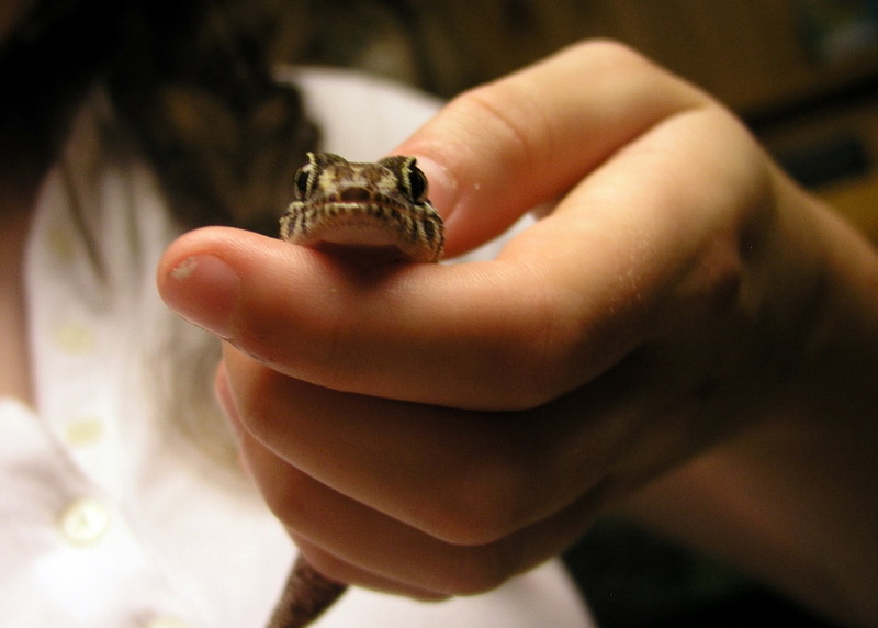 Ocolot Gecko