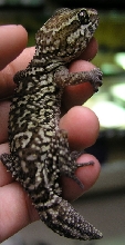 Ocolot Gecko
