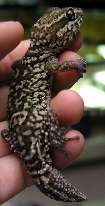 Ocolot Gecko