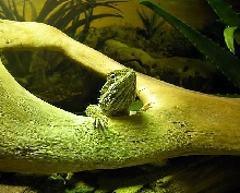 Lawsons Dragon waking up