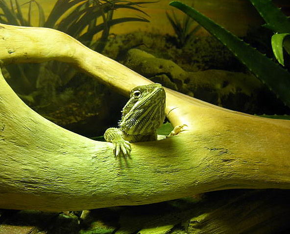 Lawsons Dragon waking up