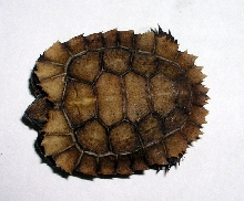 serrated hingeback