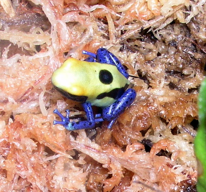 D. tinctorius