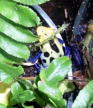 D. tinctorius