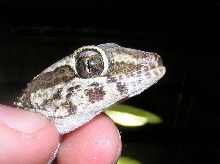Ocolot Gecko