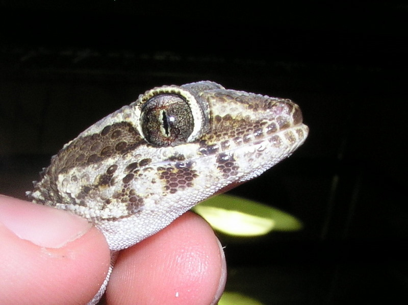 Ocolot Gecko
