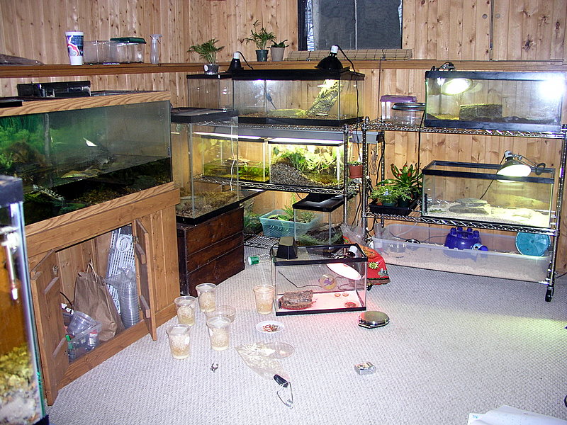 almost current  herp room 2