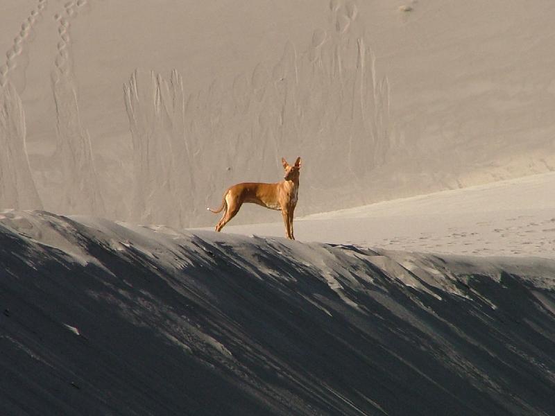 Maggie Dune