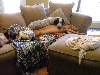 Savannah, Gretel & Maggie