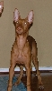 Phaie_Stack_Front