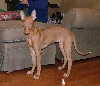 Phaie_Stand