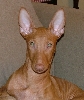 Phaie_1