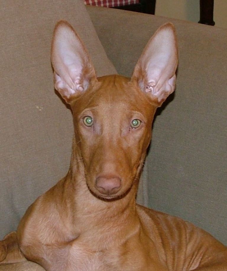 Phaie_1