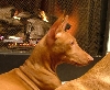 Phaie_Head_Side
