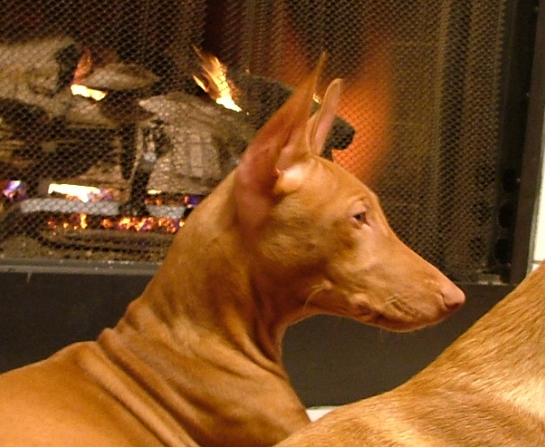 Phaie_Head_Side