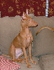 Phaie_2
