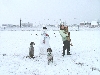 Snow Dogs