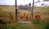 Maggie_litter_1