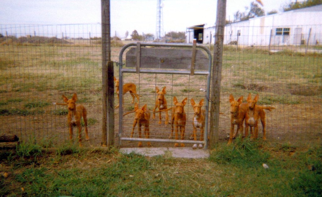 Maggie_litter_1