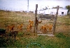 Maggie_Litter2