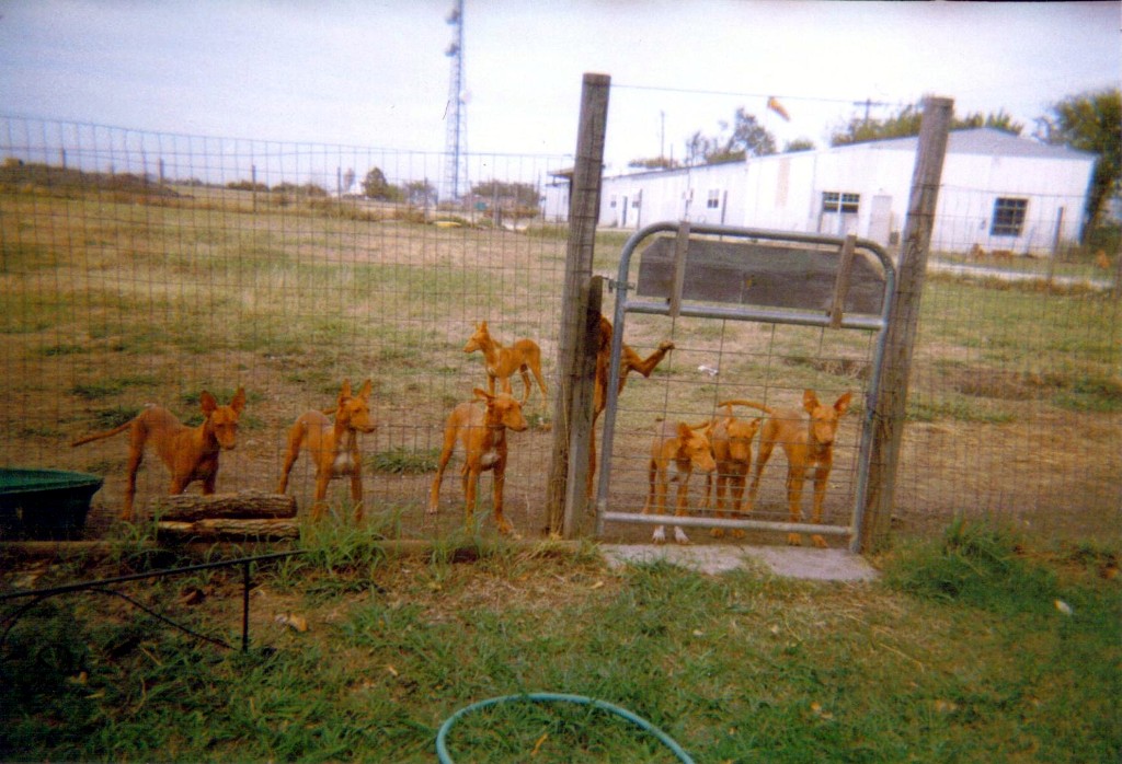 Maggie_Litter2