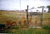 Maggie_Litter3
