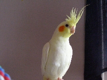 Lutino cockatiel female