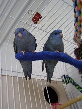 cobalt blue Lineolated pair