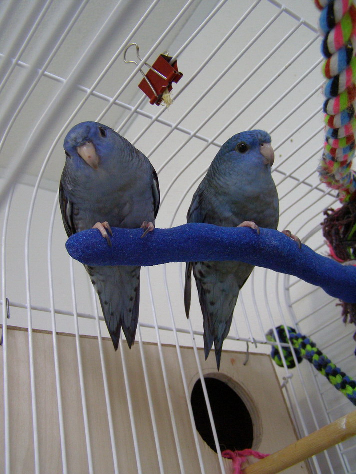 cobalt blue Lineolated pair