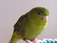 Cooper Lineolated perakeet male
