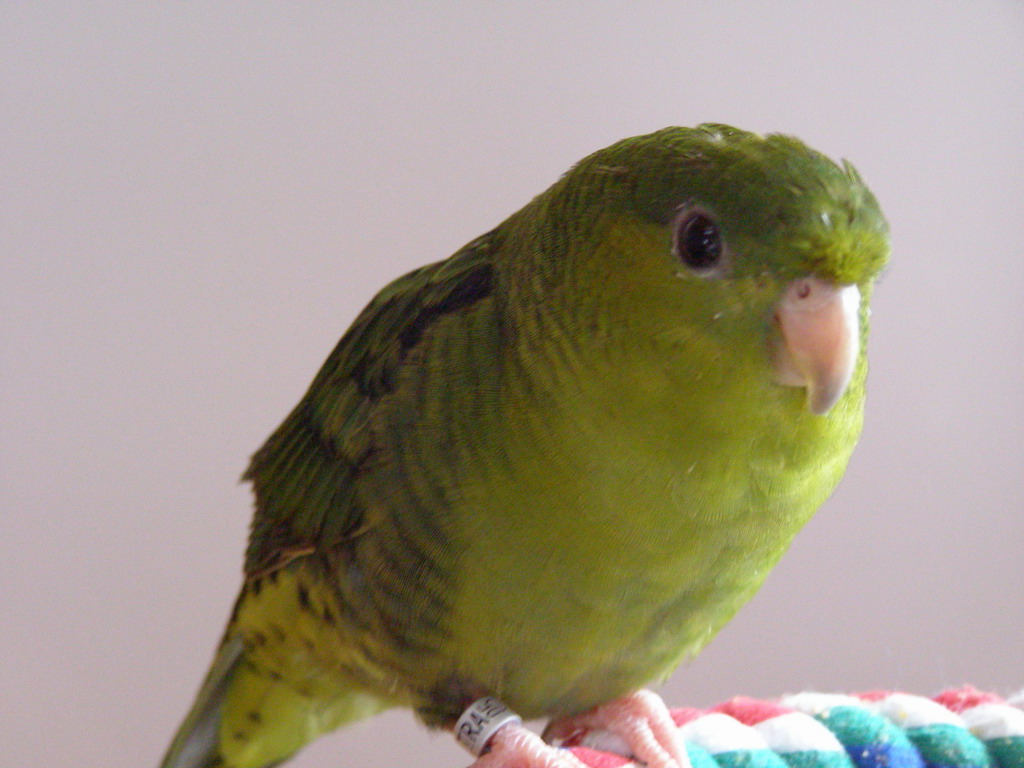 Cooper Lineolated perakeet male
