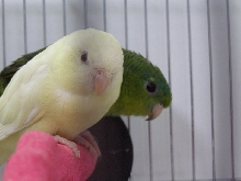creamino female green/blue male Lineolated perakeets