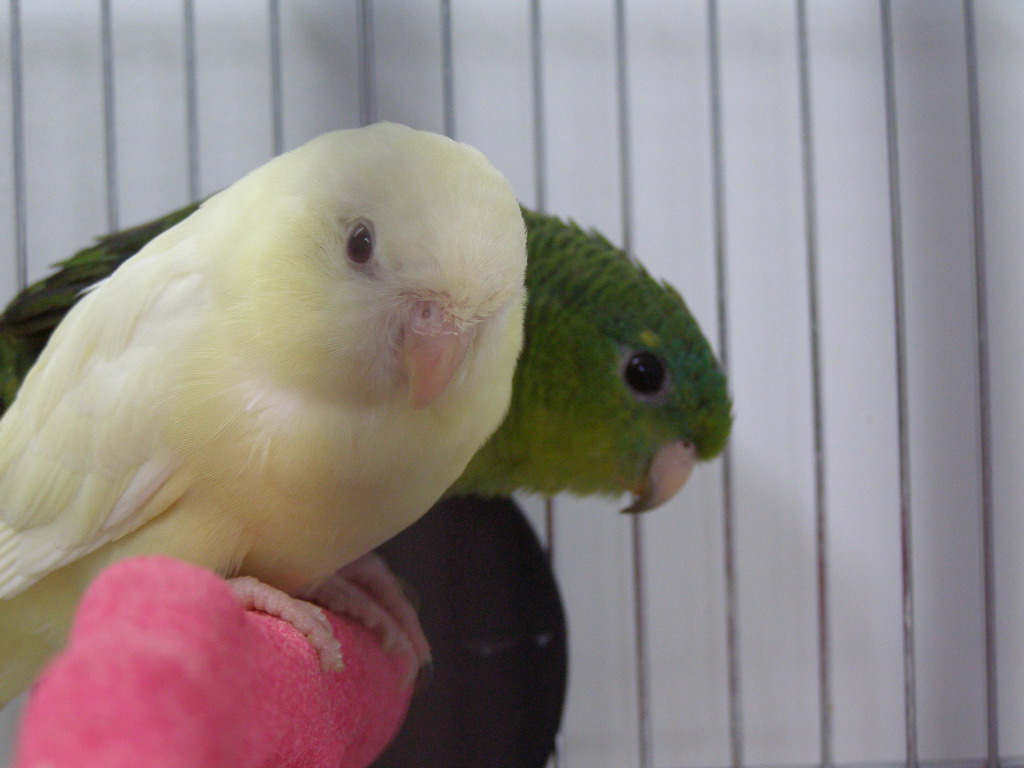 creamino female green/blue male Lineolated perakeets